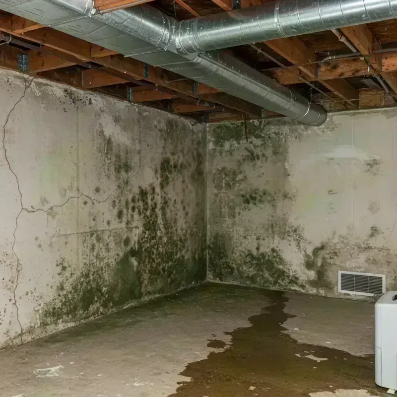 Professional Mold Removal in West Frankfort, IL